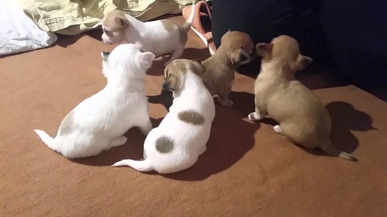 Unsere Chihuahua Welpen [HD]