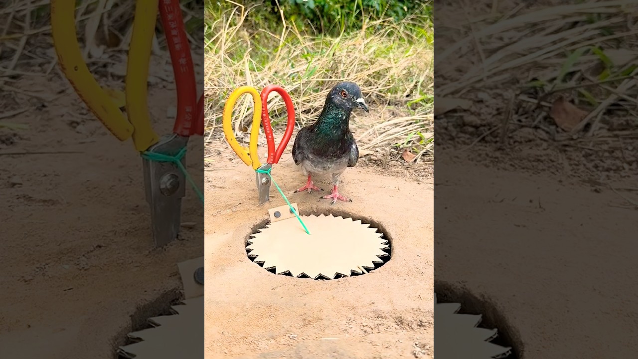 Create amazing bird trap pigeon  