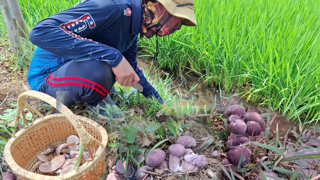 ป๊าดดมาอีกแล้ว ลงทุ่งนาหาเห็ดเสม็ดยูคาออกใหม่ ไป2 หมาย หมานอีกแล้วครับมีแต่ดอกงามๆ28/ก.พ/69
