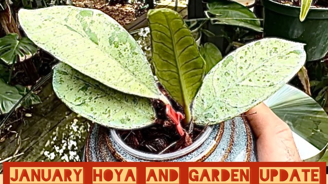 FL Tropical GaRdEN  AND RARE HOYA   #hoyas  #houseplants #orchids