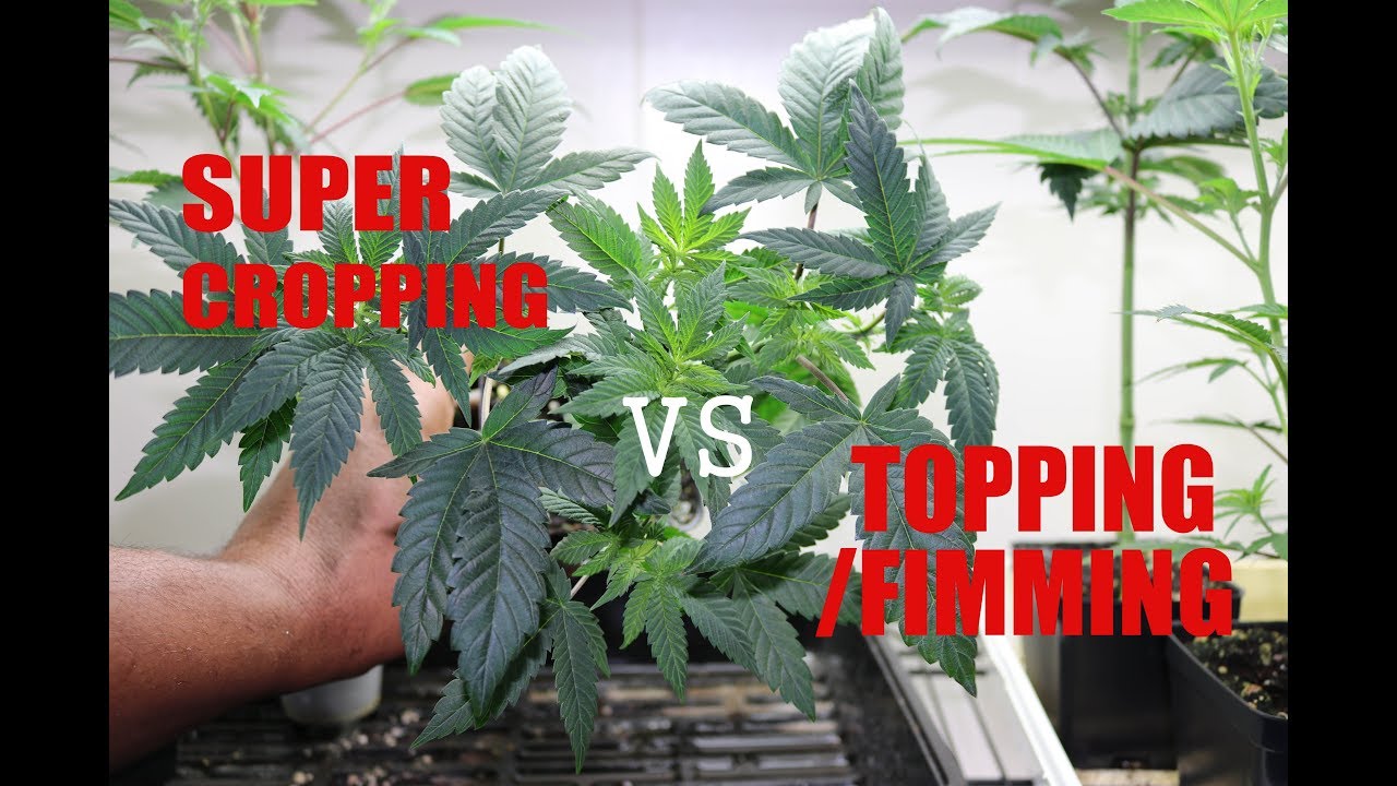 HOW I TRAIN MY PLANT!