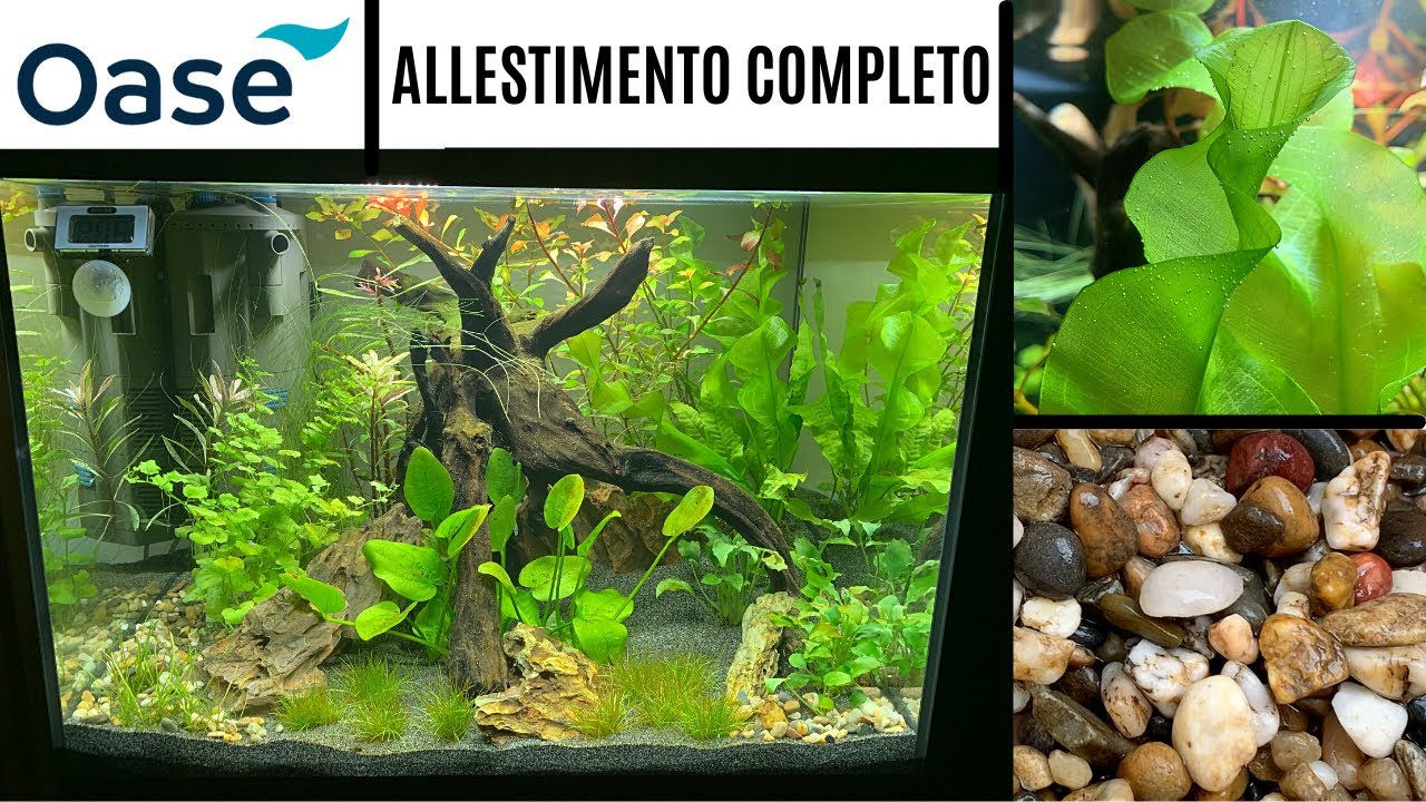 ALLESTIMENTO COMPLETO STYLELINE 85 OASE 💦