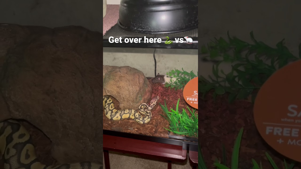 My baby ball python never misses a meal #shorts #youtubeshorts #ballpythonlove #livefeeding 🐍vs🐁
