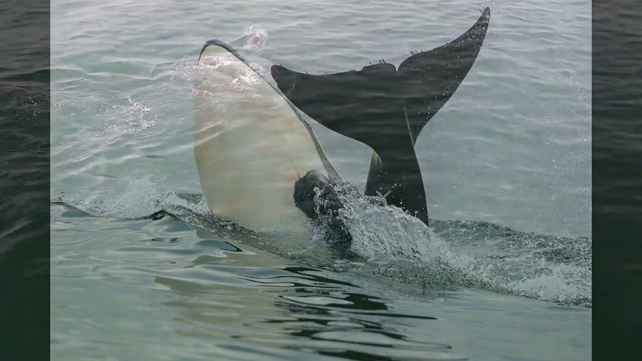 Orca's in the Bay!