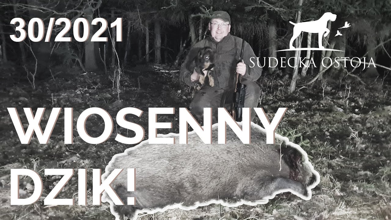 SUDECKA OSTOJA 30/2021. Polowanie na dziki. Otwarcie sezonu 2021/22. Hunting Wild Boars.