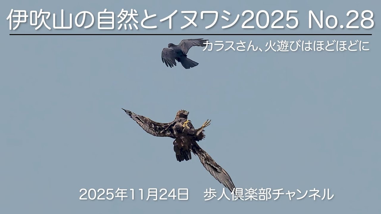 伊吹山の自然とイヌワシ2025 No 28 2025年11月24日　野鳥観察　イヌワシ　カラスとからむ　ノスリ　チョウゲンボウ