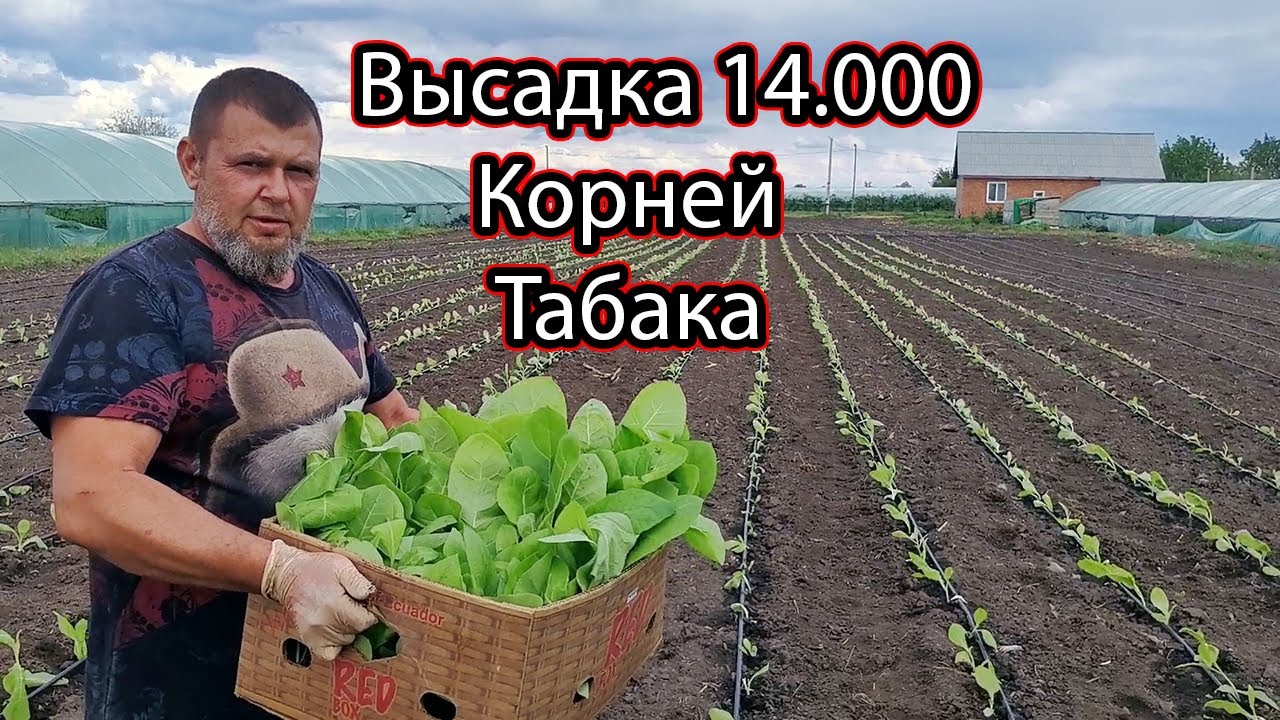 [Высадка Табака в Грунт]  Под Капельное Орошение