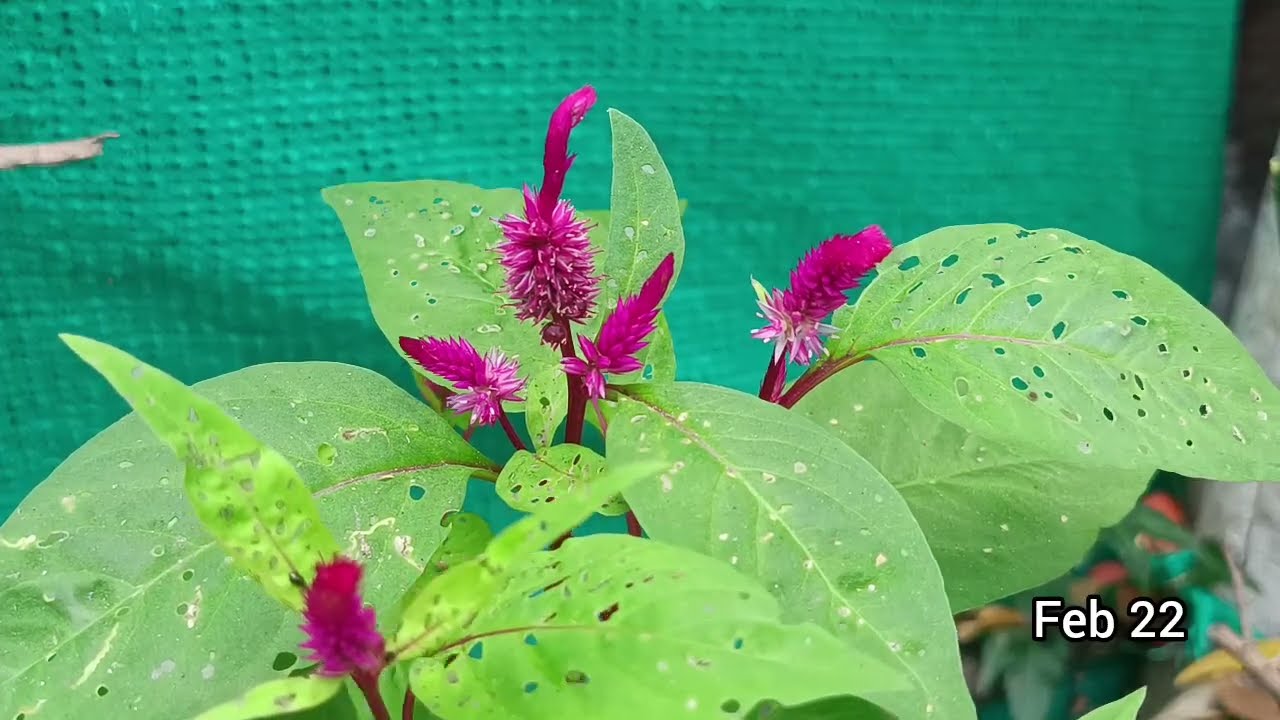 Feb 22 கார்த்திக்கு பயந்து ஈஸ்வரியிடம் உண்மையை சொன்ன ஜோதிடர்