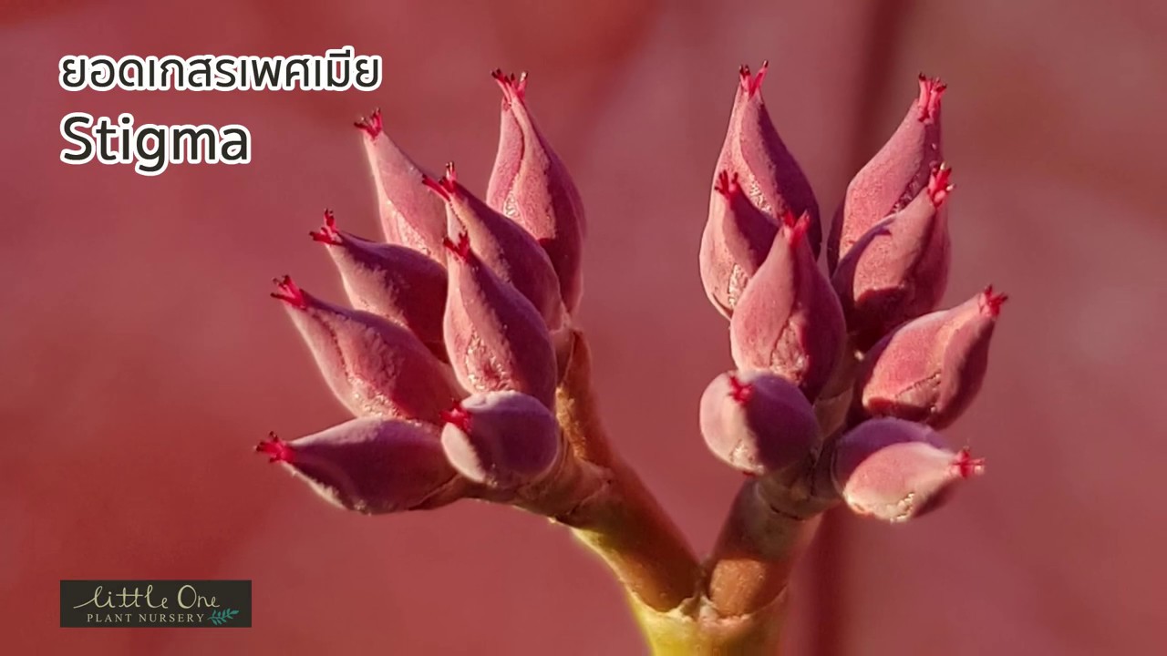 How to breed Euphorbia pachypodioides เทคนิคการผสมยูโฟเบียพาชี่