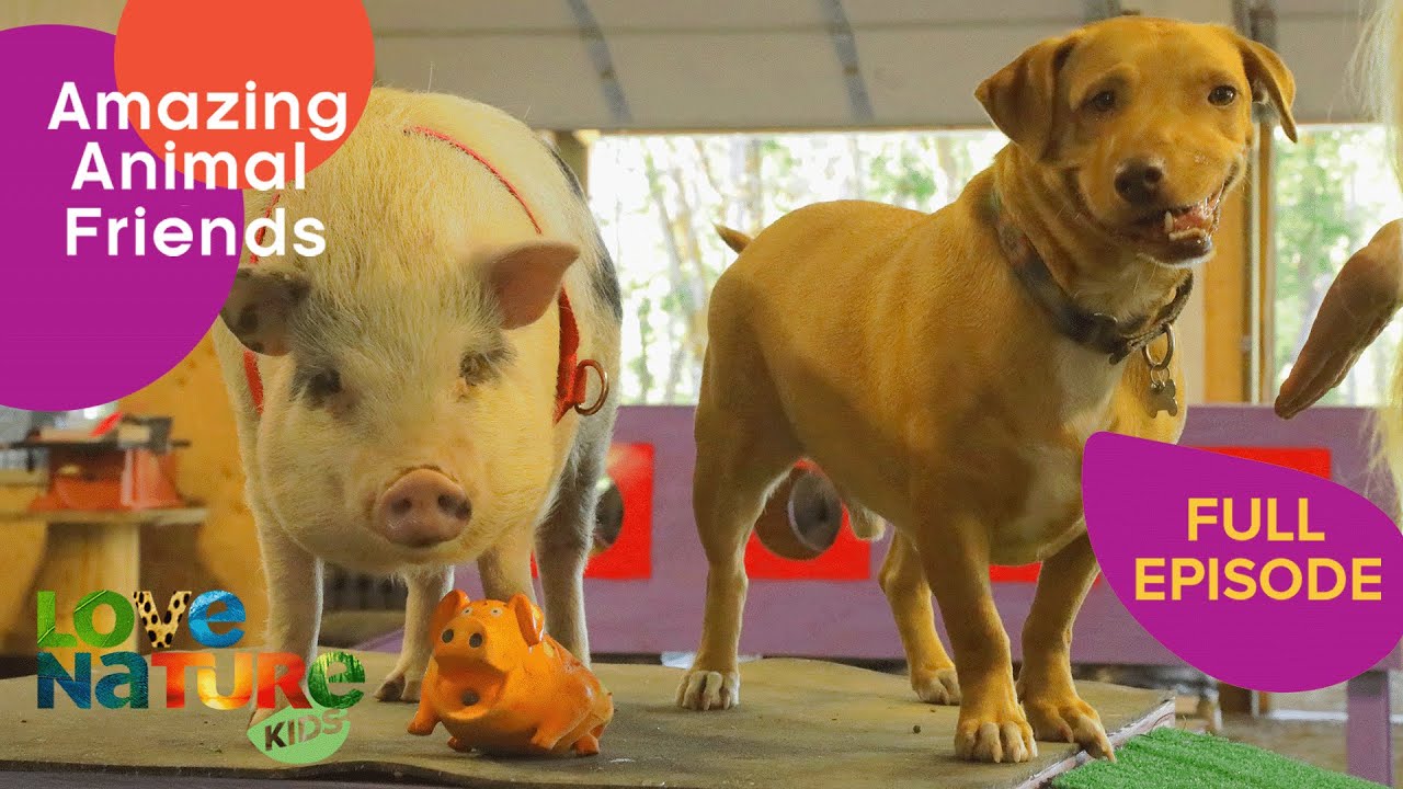 Disabled Dog and Pig Become Best Friends | Love Nature Kids