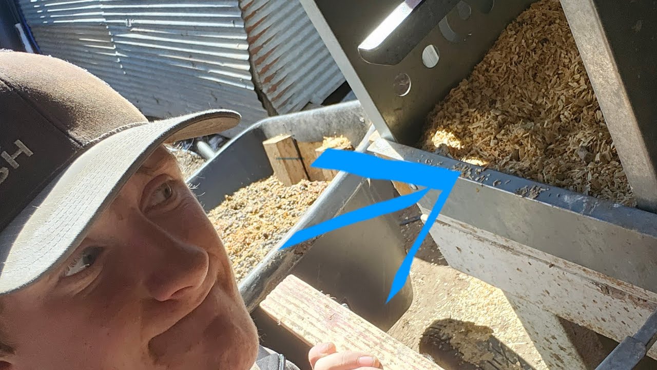 Restrawing the chicken nests!