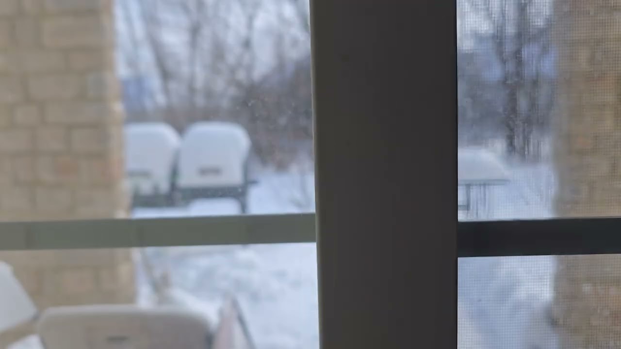 Crows in Snow