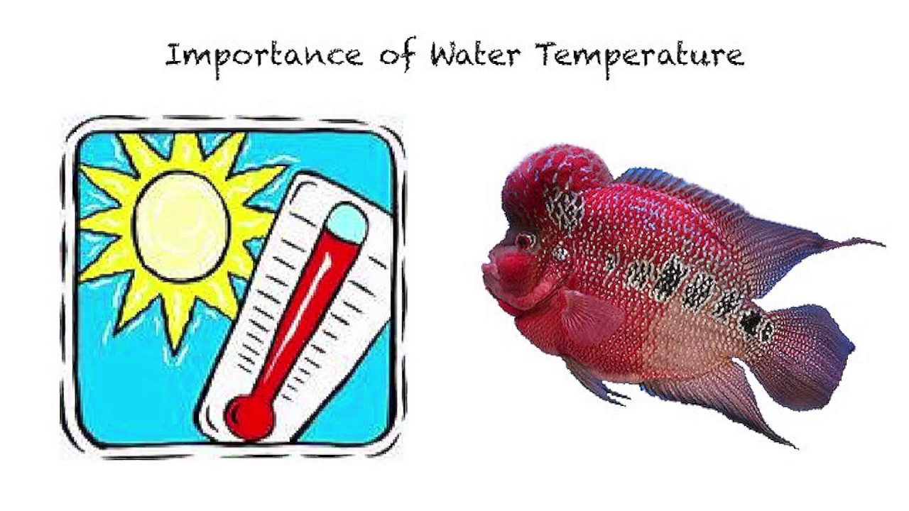 FLOWERHORN: Importance of Water Temperature
