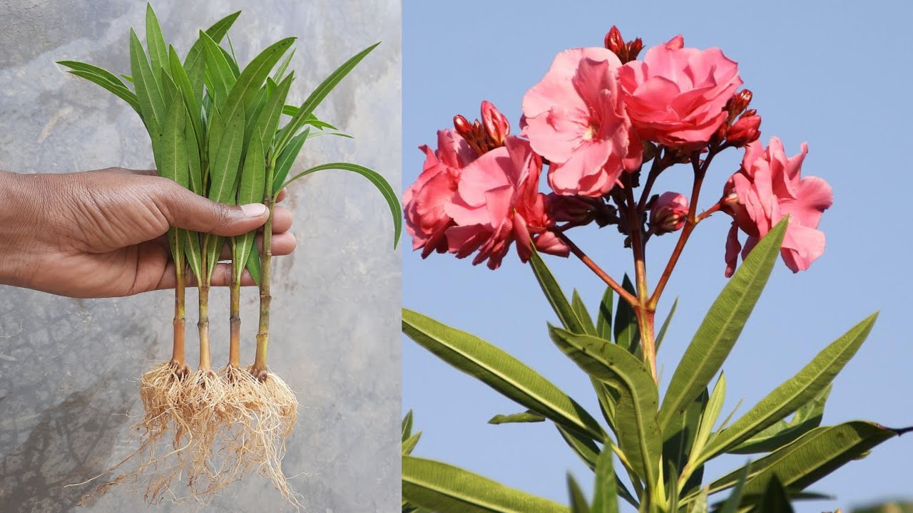 Magical Way To Grow Oleander Plant From Cutting | Oleander Cutting Video | @gardening4u1