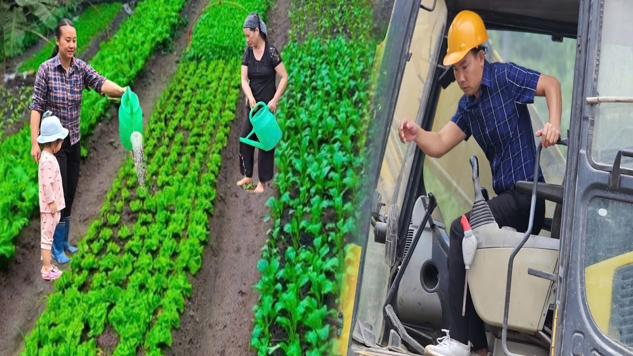 Harvest, sell and cook cabbage. The silent help of mother-in-law