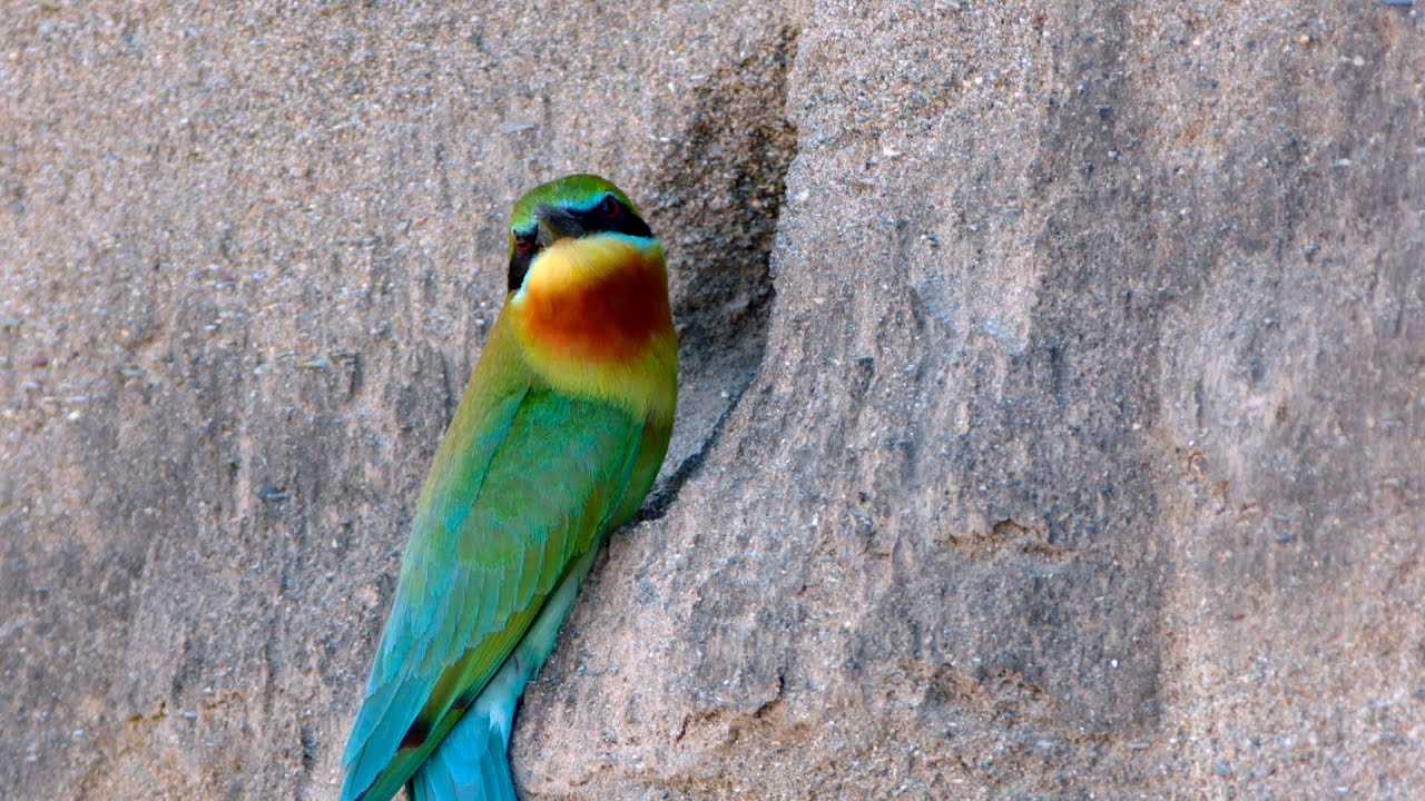 Blue-tailed Bee-eater Series | Episode 3: Home Building