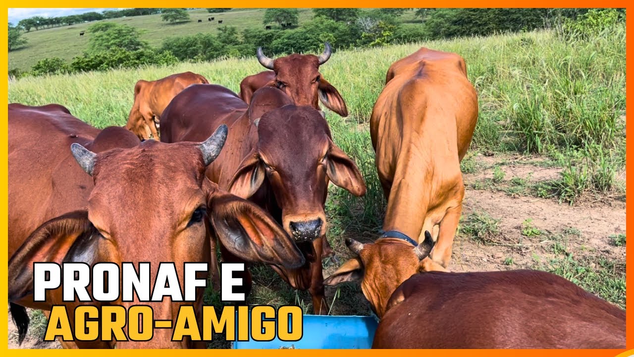 DOCUMENTOS NECESSÁRIOS PARA O FINANCIAMENTO RURAL - PRONAF E AGROAMIGO