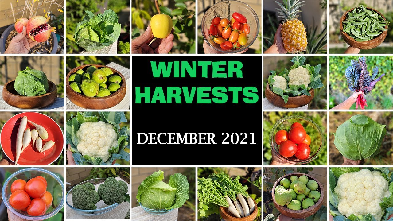 !! HAPPY NEW YEAR !! California Gardening December Garden Tour 2021 - Winter Harvests, Garden Tips!