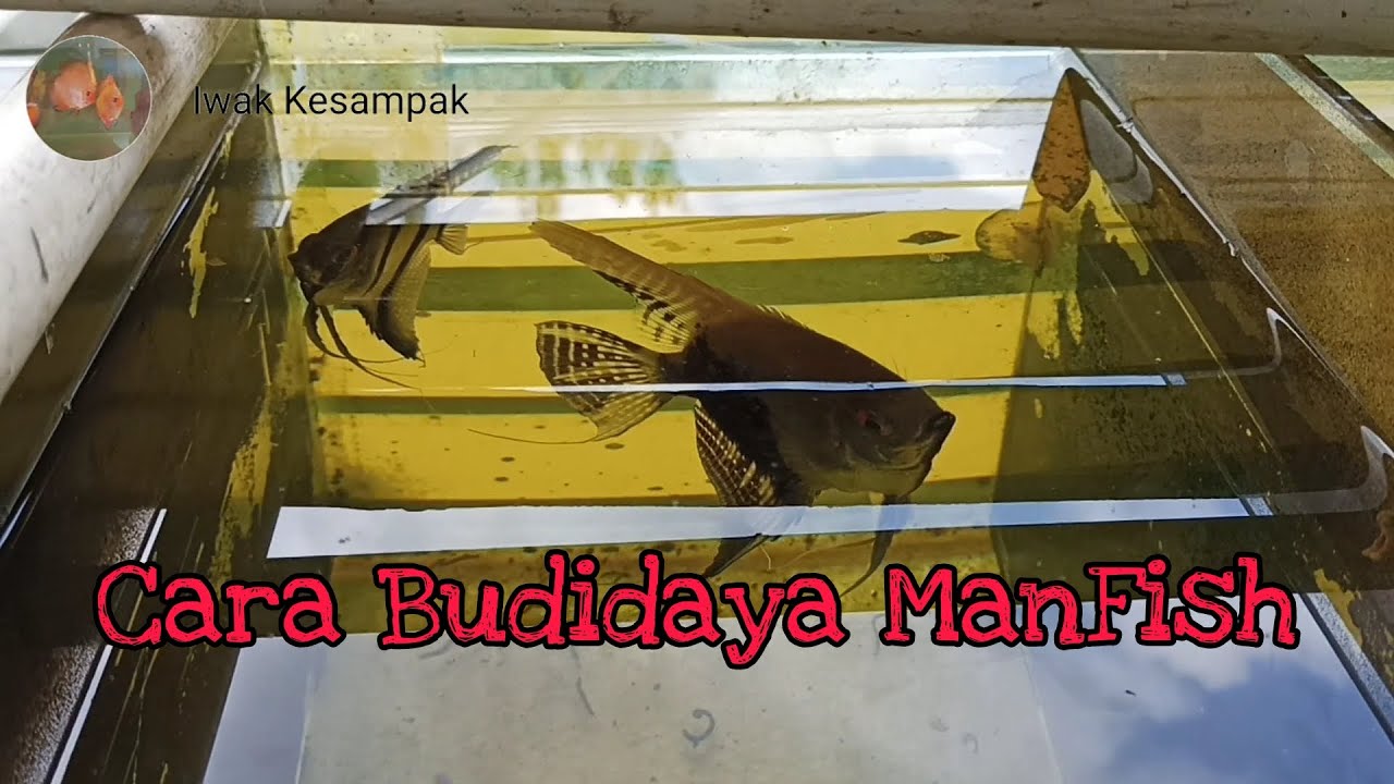 Cara Budidaya ManFish