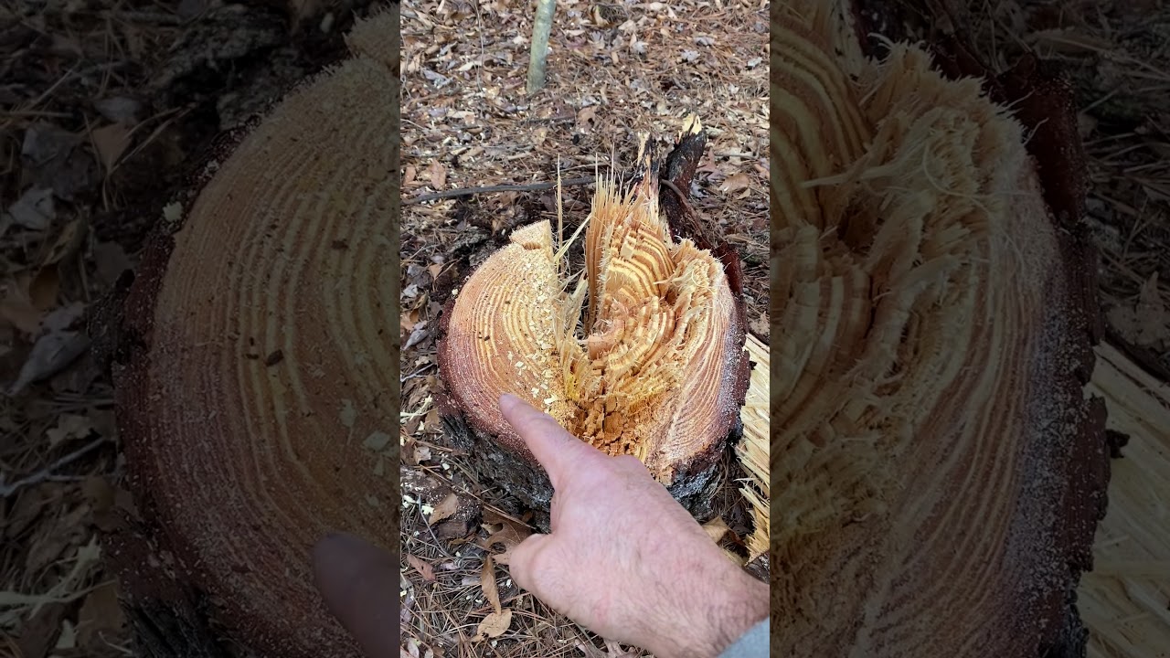 Felling a leaning tree to the side of the lean