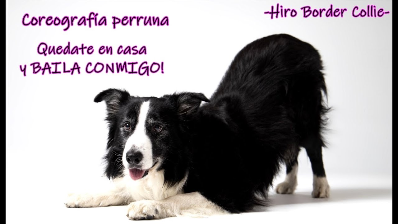 Baila con tu perro FINAL