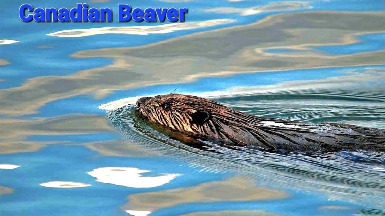 Beaver Catch On Camera Swimming By The River