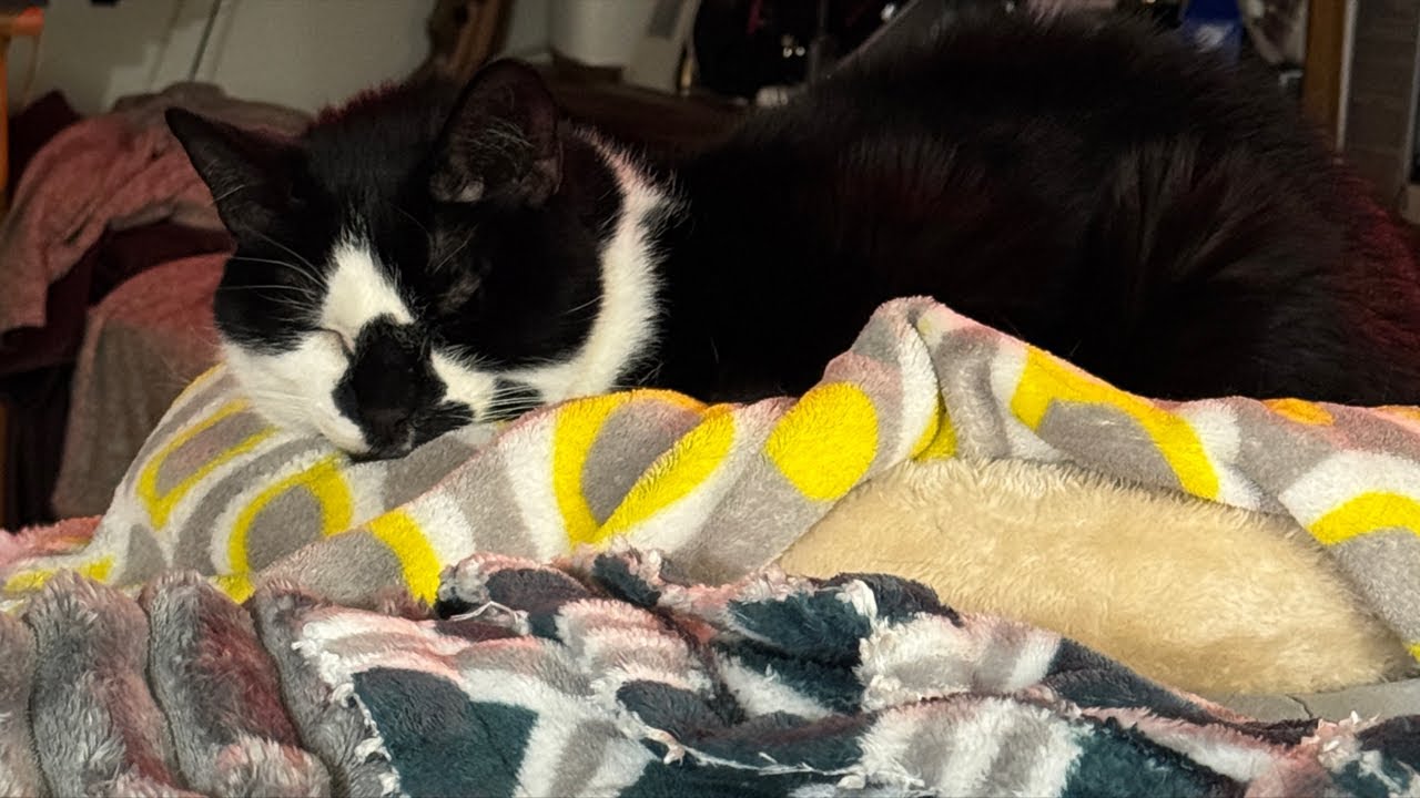 Cat videos JTB : The Cat Lounge: Relax & Watch