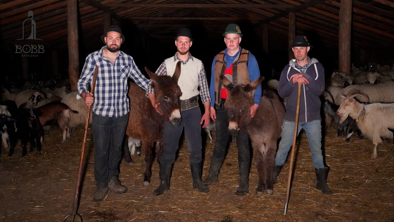 MUNCA GREA PENTRU HRĂNIREA OILOR PE STABULAȚIE | OILE BREZE, CAPRELE ȘI VACILE ALE FRAȚILOR COTU