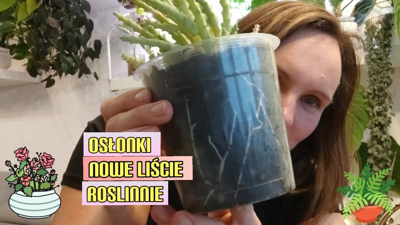 Nowe liście🪴 osłonkowa klapa🌿Stapelia🌿dużo się dzieje🌿🌿🌿