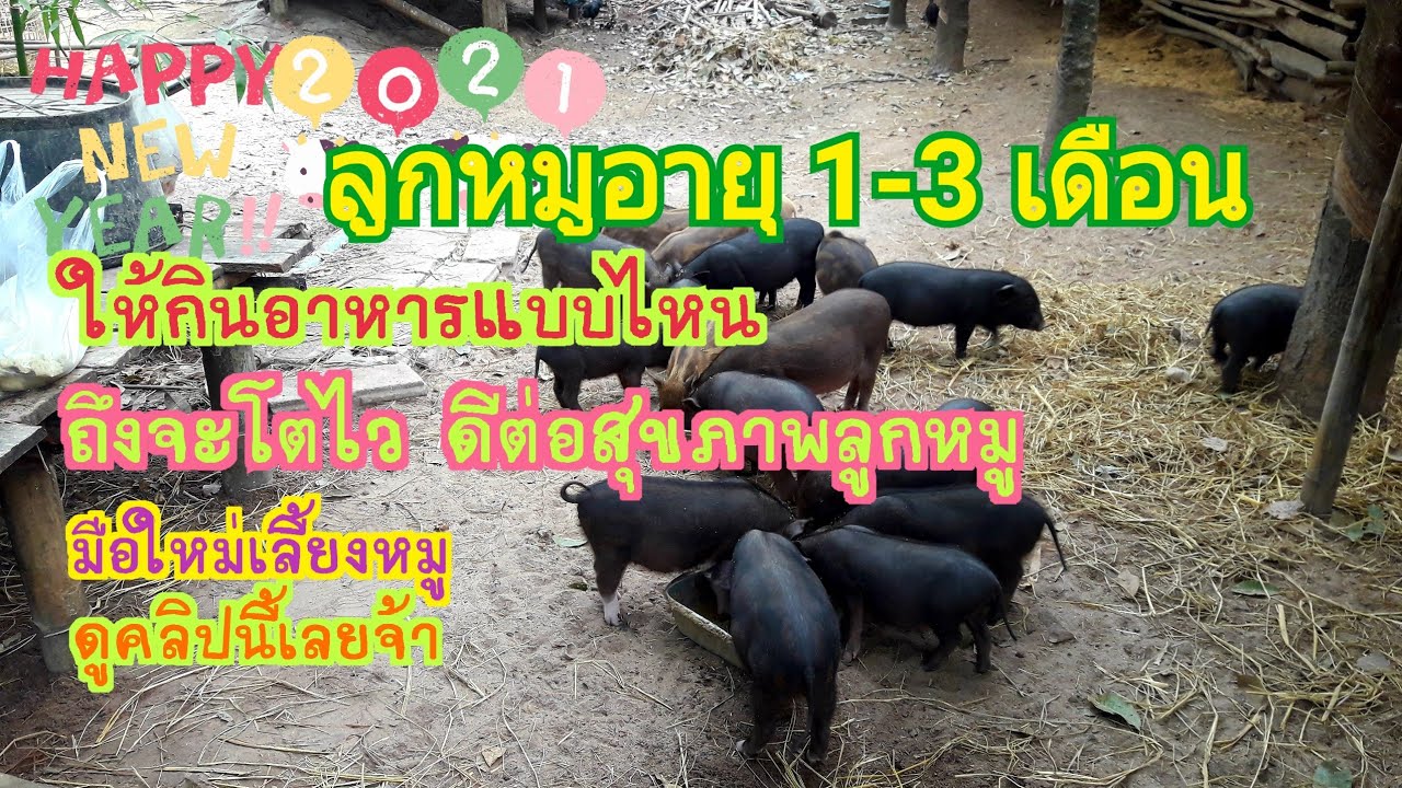 เลี้ยงหมู,ลูกหมูอายุ1-3เดือน ให้กินอาหารแบบไหนโตไว สุขภาพดี,มือใหม่สนใจเลี้ยงหมู,ดูคลิปเลยจ้า🏡❤🐷
