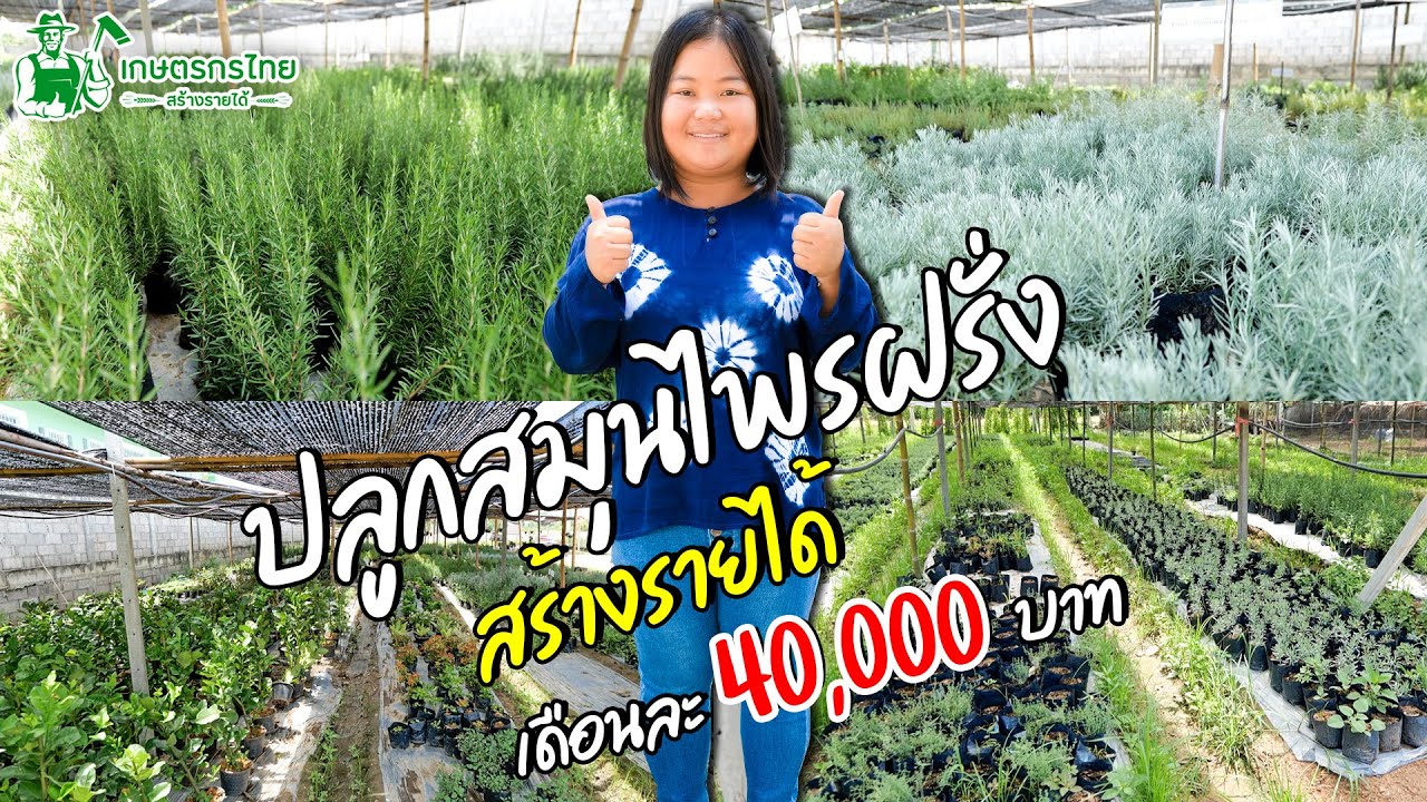 ชมสวนเกษตรกรไทย l Ep58 ตอน ปลูกโรสแมรี่ สมุนไพรฝรั่ง สร้างรายได้ เดือนละ 40,000 บาท