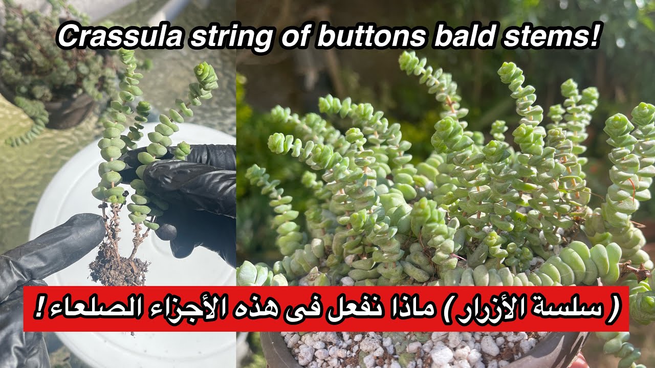 كراسولا سلسلة الأزرار وما نفعله بالأجزاء الصلعاء ! كيفية إكثار و رعاية هذه العصاريات! Crassula care