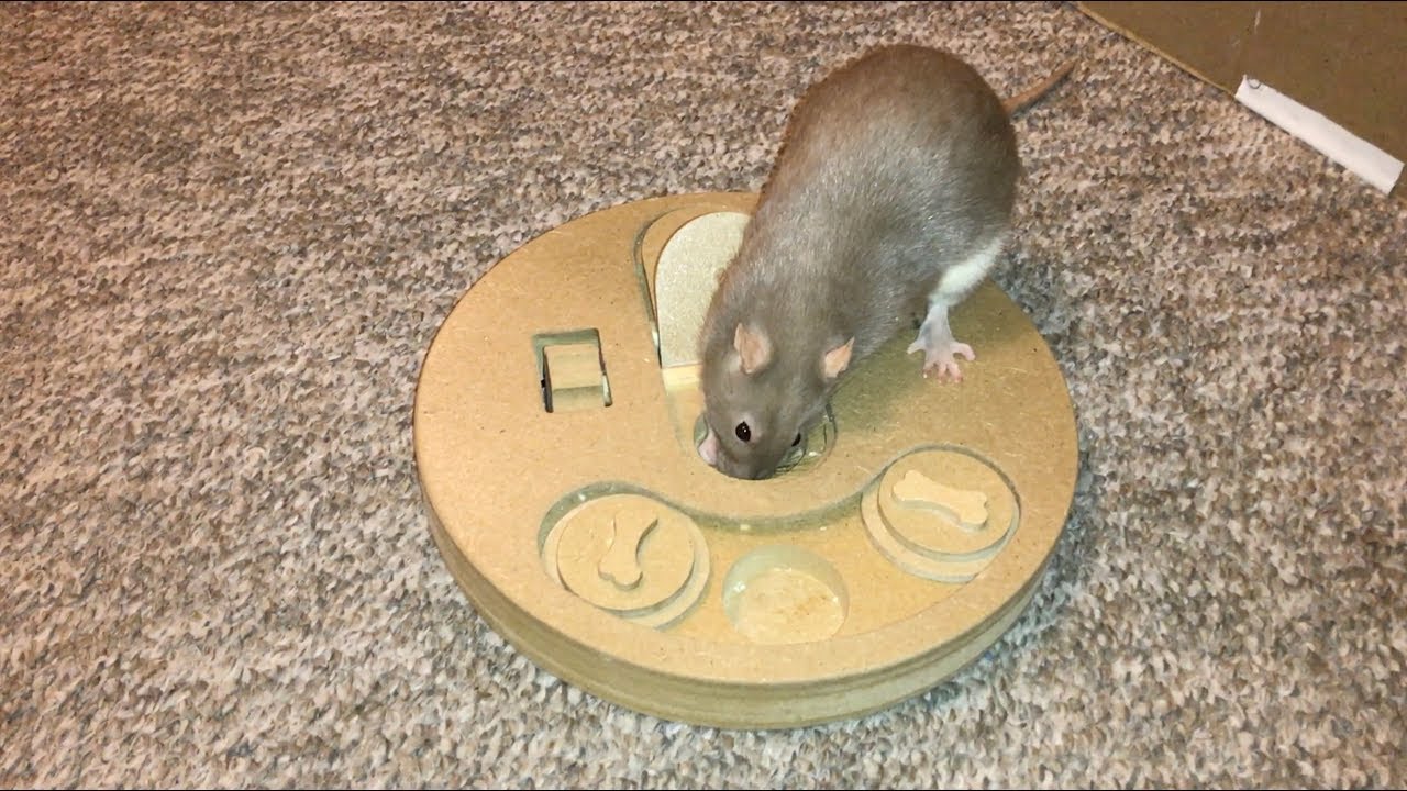 Rat Foraging Friday #9 (Ethical Pet Interactive Seek-A-Treat)