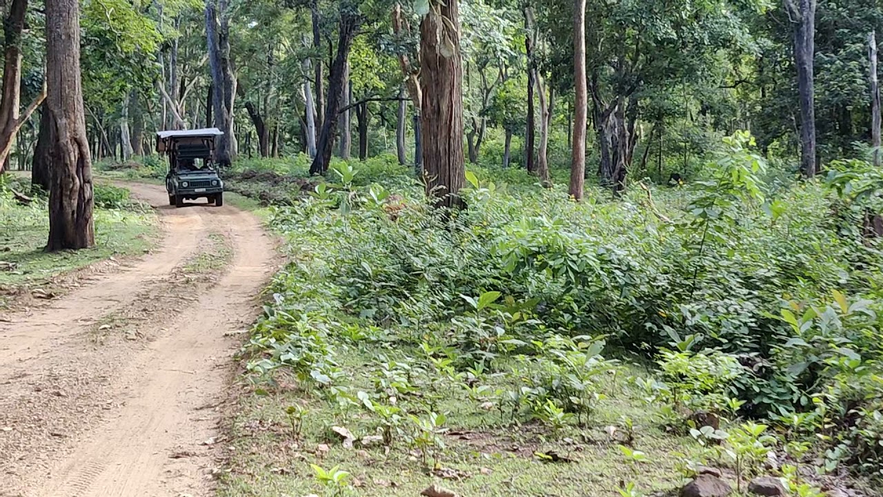 Injured Tiger crossing road - Nagarahole tiger reserve.
