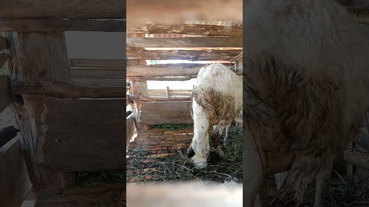 kambing melahirkan