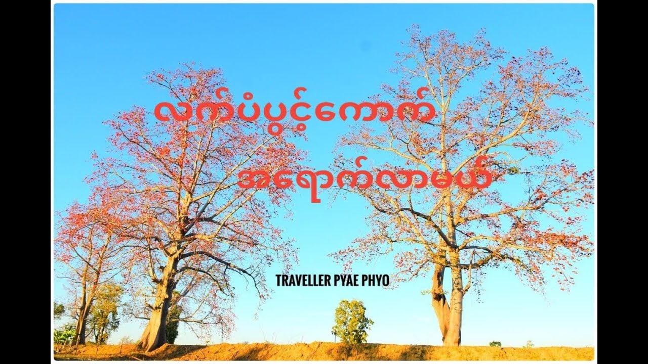 လက်ပံပွင့်ကောက်အရောက်လာမယ်