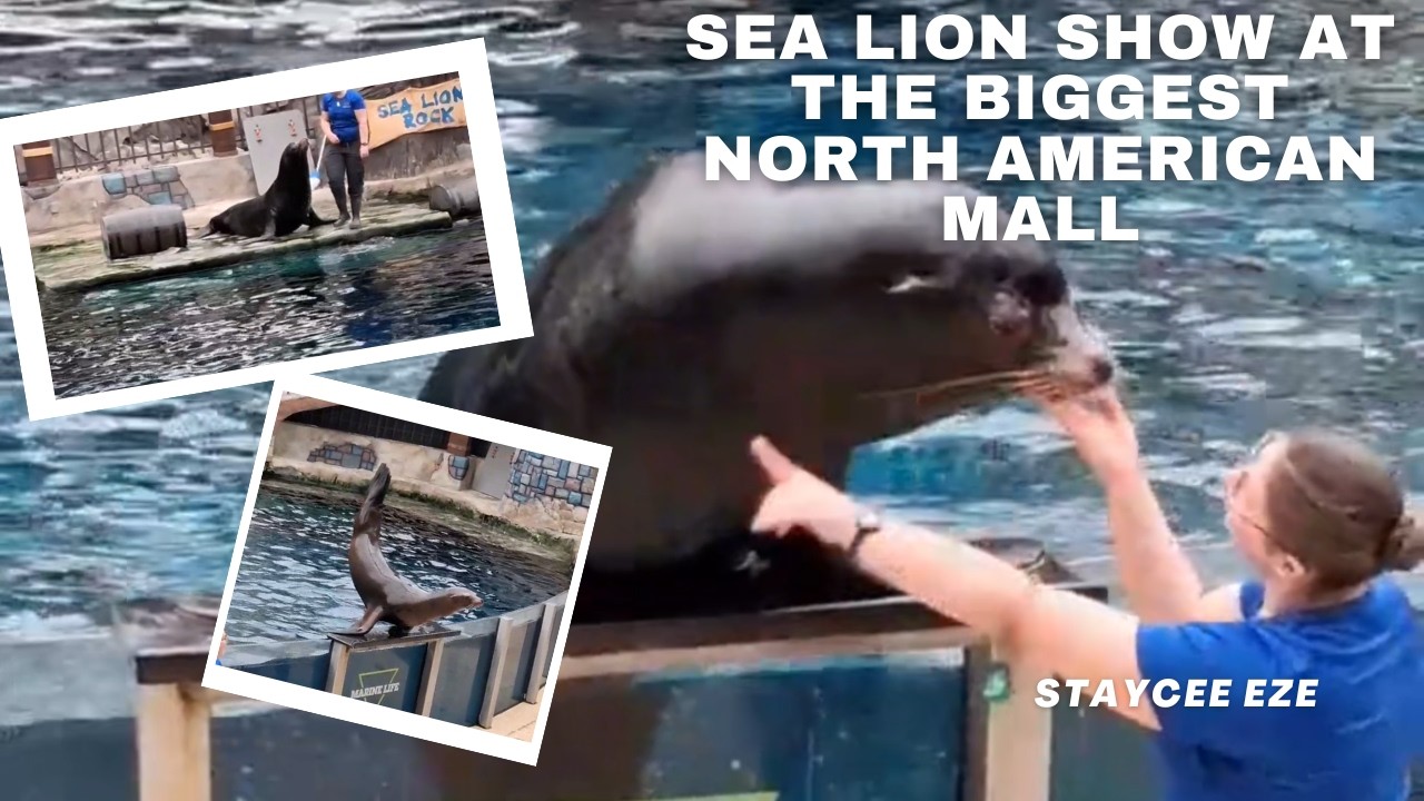 Fun Time at the Sea Lion Show at the Biggest Mall in North America #travel #fyp #youtube #fypシ゚viral