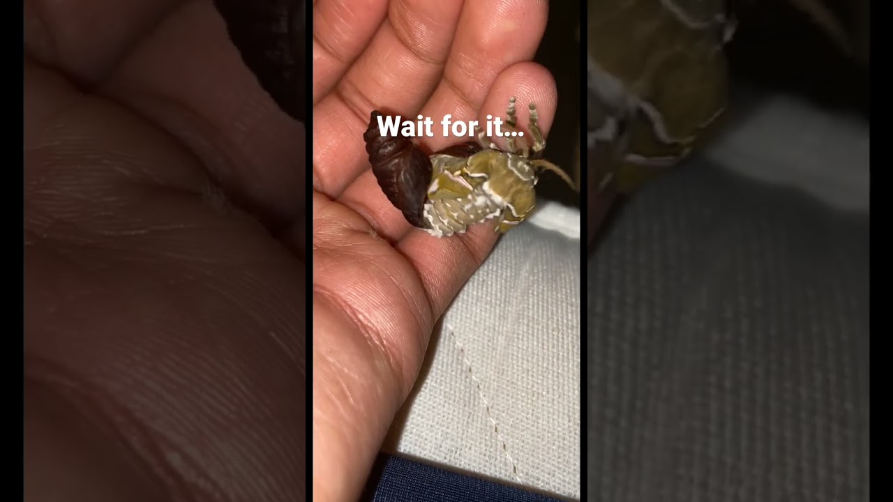 Moth hatching from pupae! #butterflies #moths #cute #shorts #feed #viralshorts #animals #insects