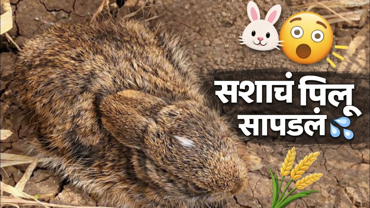 कांदे काढताना सशाचं पिल्लू सापडलं