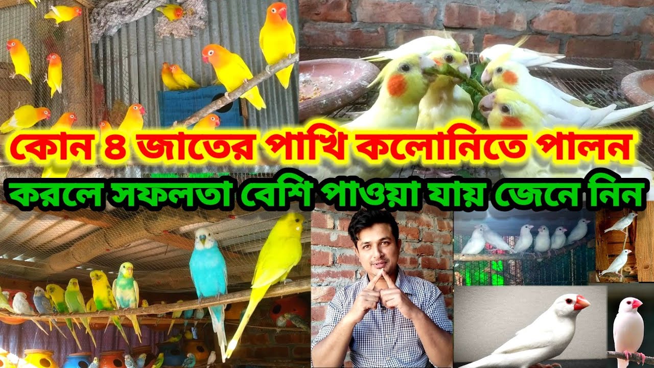 কলোনিতে পাখি পালন || কোন ৪ জাতের পাখি কলোনিতে পালন করলে সফলতা | bird colony setup | Birds of village