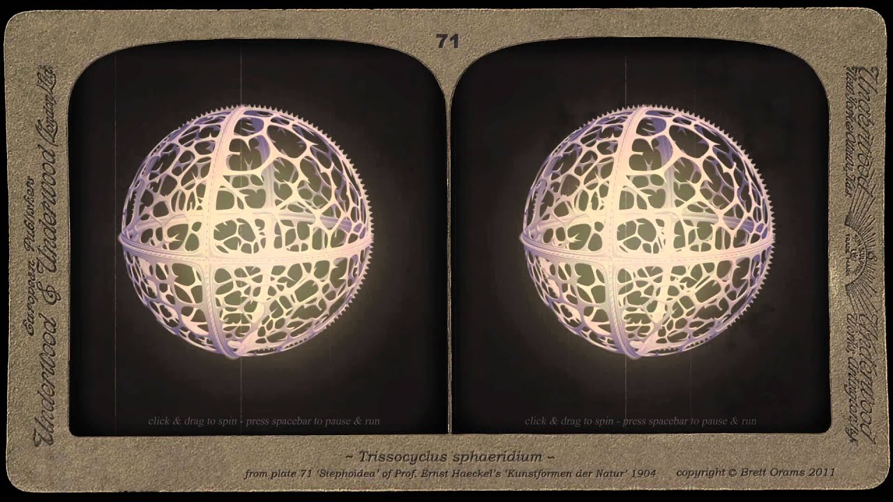 Trissocyclus sphaeridium HD