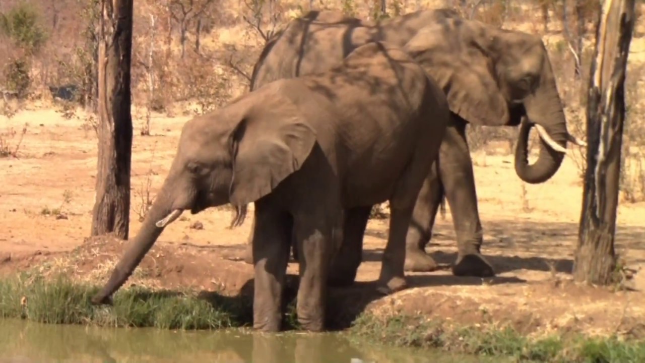 Elephant Encounter - Wild Horizons, Zimbabwe