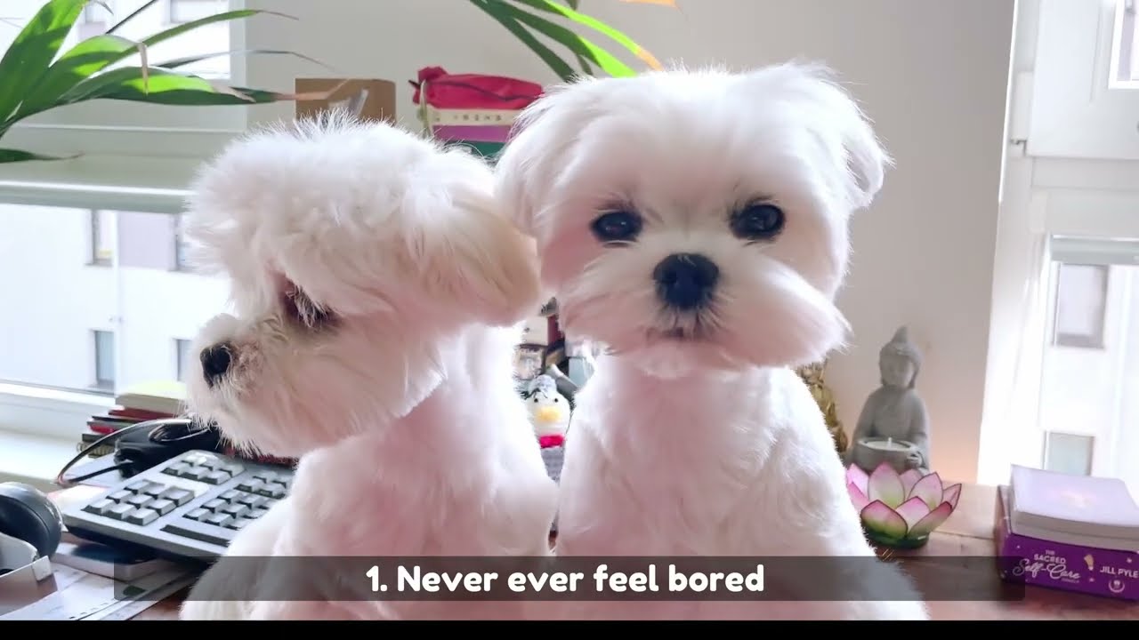 Is having two dogs better than one? These are the 5 MAJOR BENEFITS! 🐶