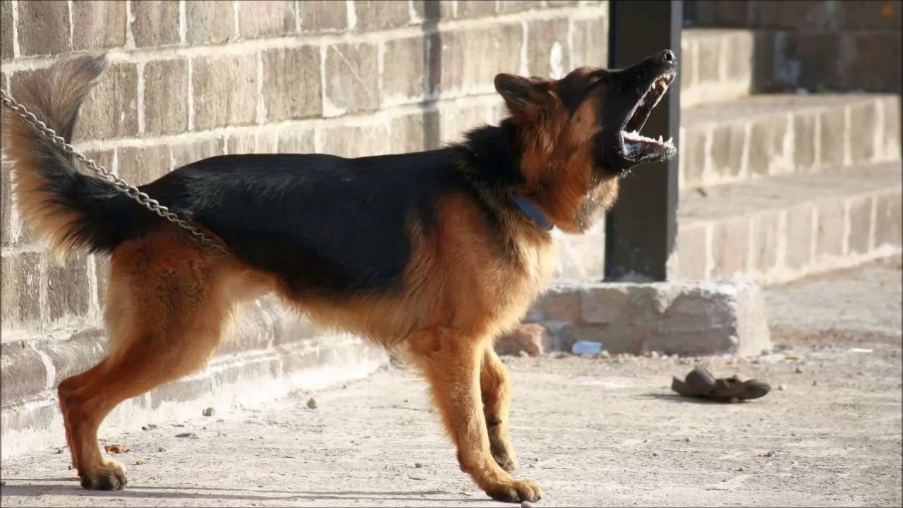 Ultrasonic and audible sound to quiet your neighbor's barking dog - 8 hours