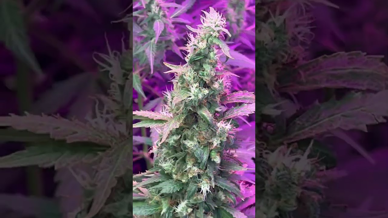 #травка #шмаль #марихуана #маривана #конопля #maryjane #marihuanalegal #marihuanamedicinal #weed