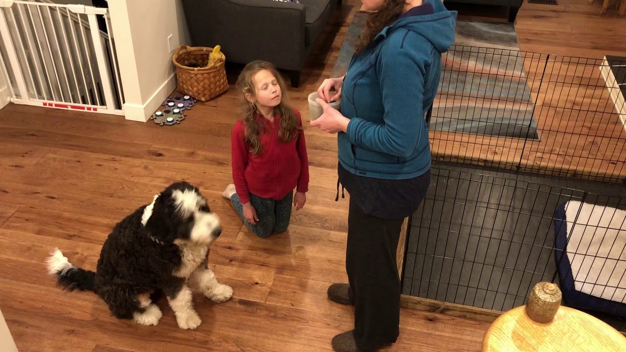 Treat in turn practice with human-puppy