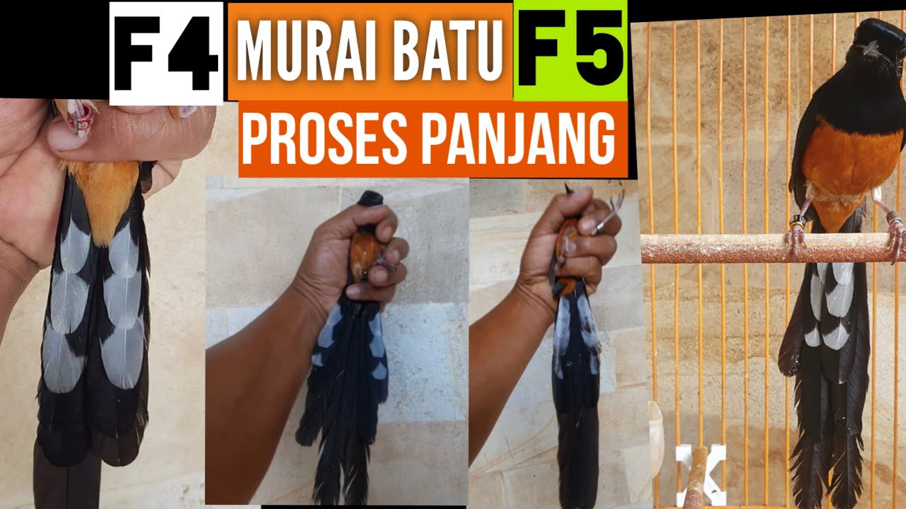 MURAI BATU SERI F  BALAK SABANG X BORDAN X NIAS X BAHOROK