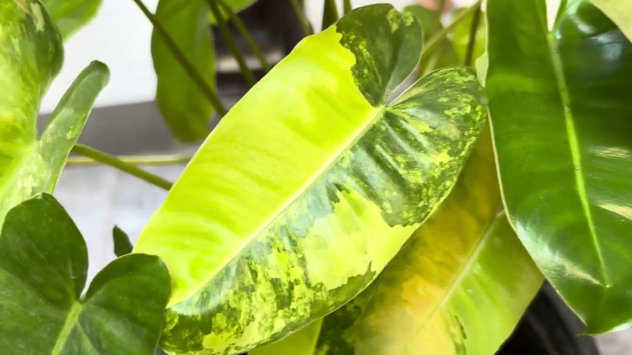 ต้นเบอร์เบิลมาร์ค #plants  #ไม้ประดับฟอกอากาศ #ยายบูลย์ชาแนล 