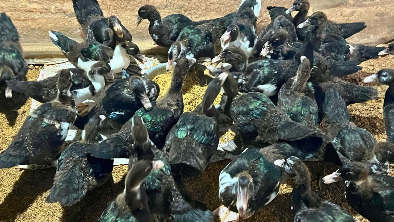 Muscovy Duck Growth in 45 Days &ndash; Best Techniques You Must Know!