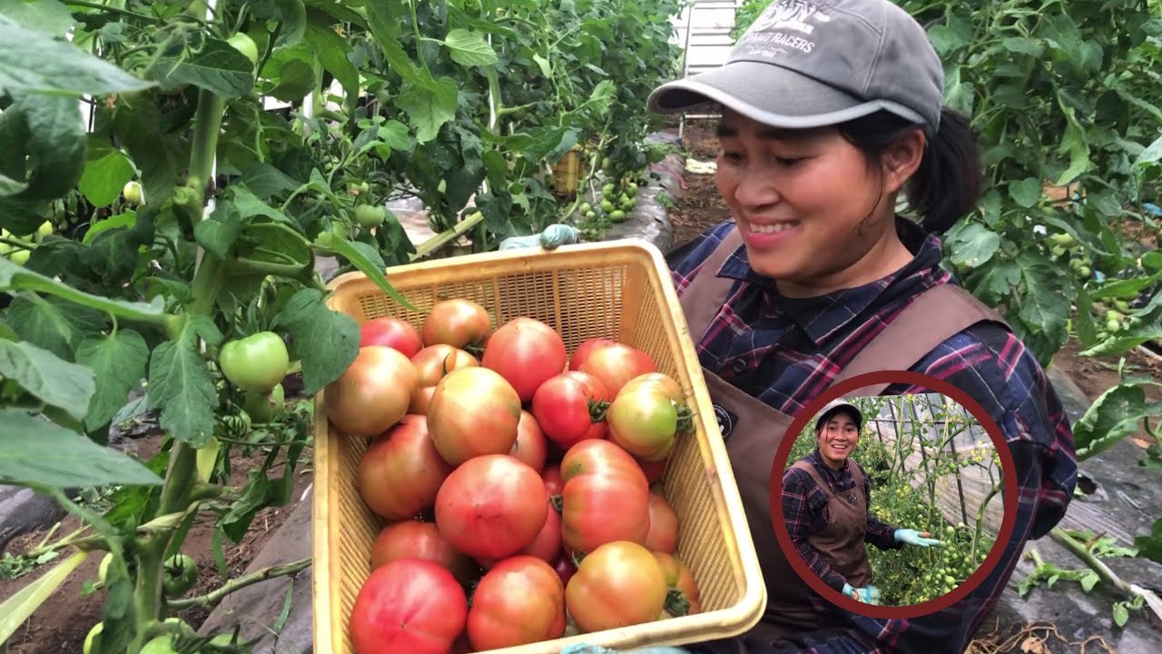 【トマト収穫🍅】トマトの茎の長さ調整【日本の農業】